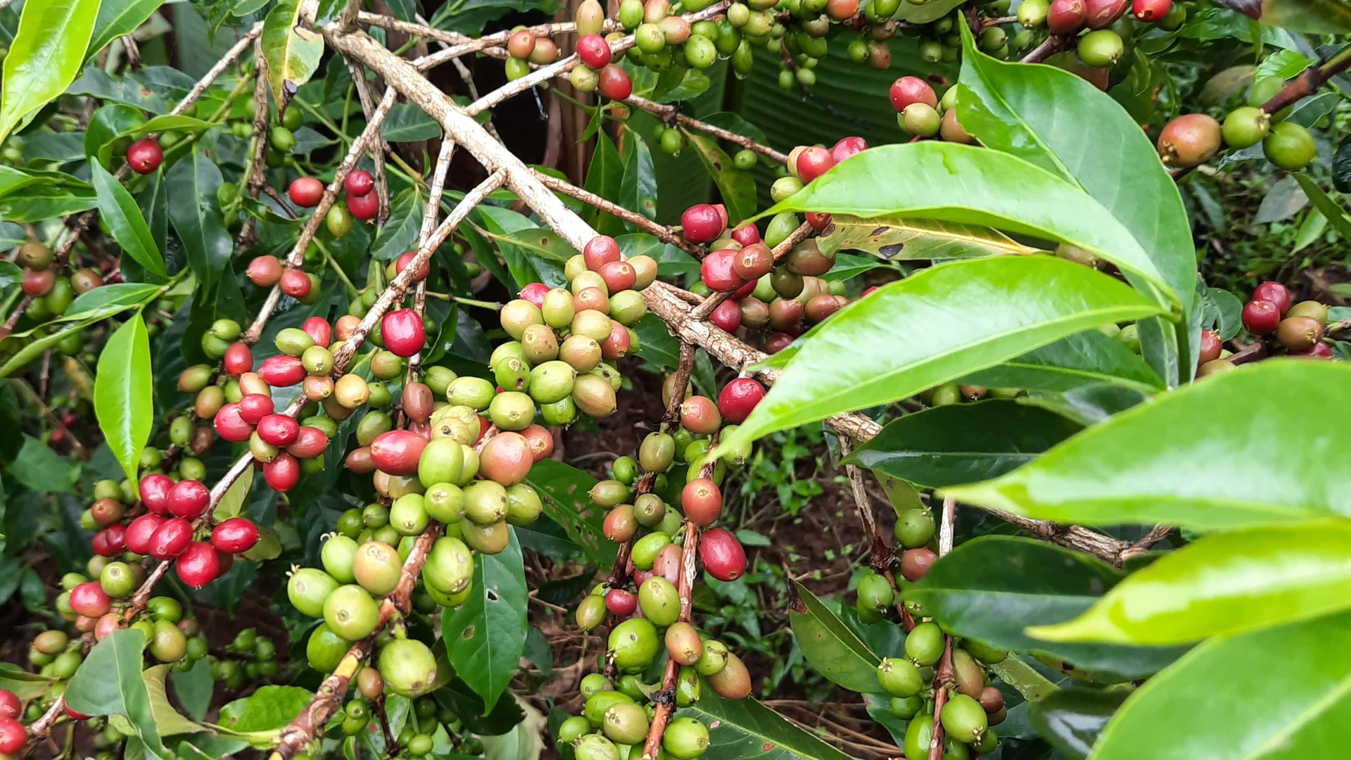 We help you find the coffee you want